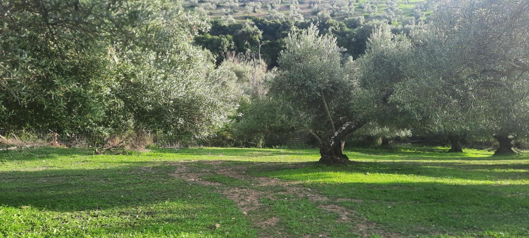 Hacienda Molino Nuevo Βίλα Algodonales Εξωτερικό φωτογραφία